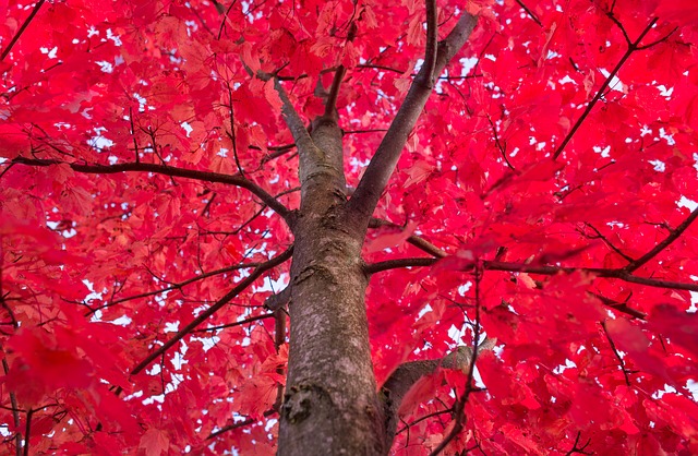 The 10 Most Beautiful Trees in the World