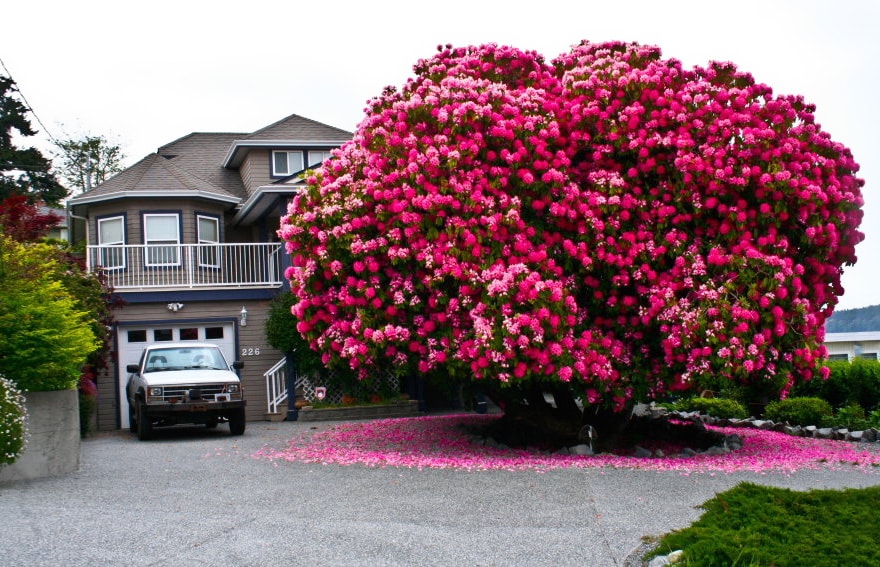 Beautiful Rhododendron Tree